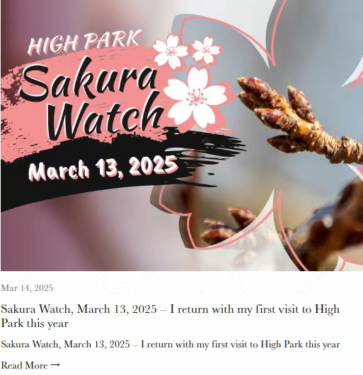 多伦多High Park樱花预计4月底盛开！
