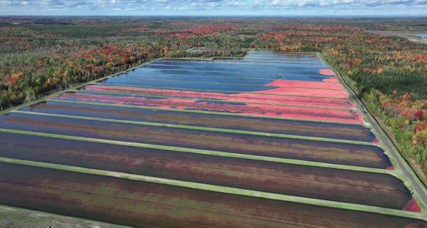 辽阔泥炭沼泽为何为蔓越莓产业付出代价