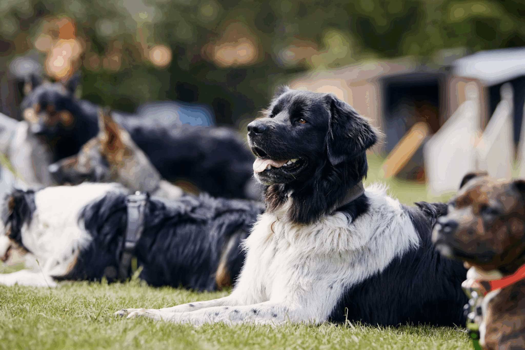 好消息！多伦多宠物节本周末开放现场领养小狗和小猫