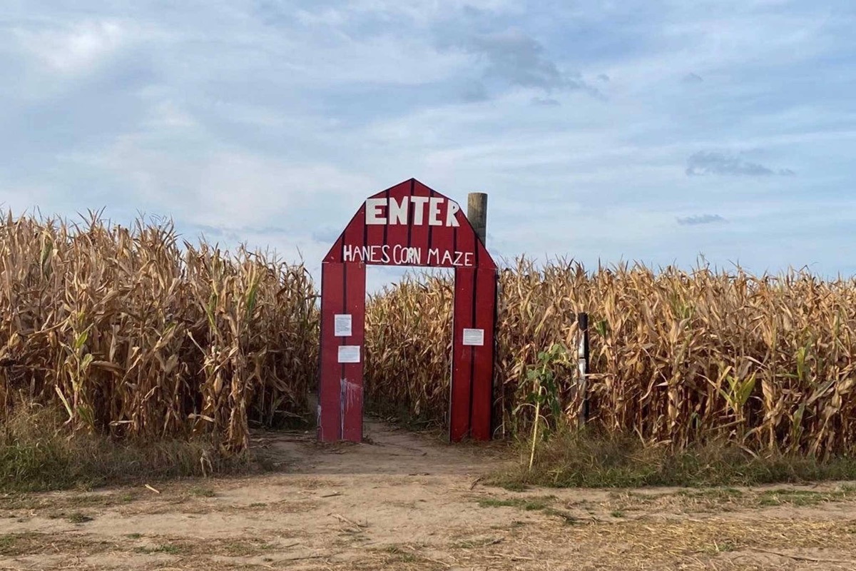 加拿大最大玉米迷宫就在安省Dundas小镇，快来挑战你的方向感