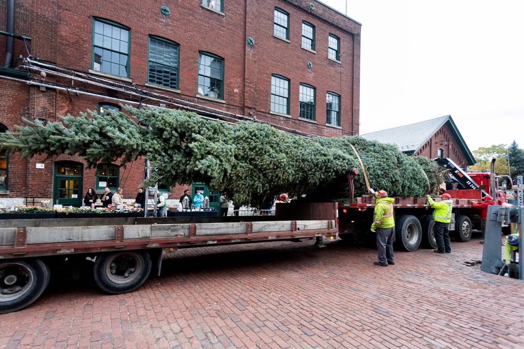 多伦多酿酒区竖起巨型圣诞树，拉开假日季序幕