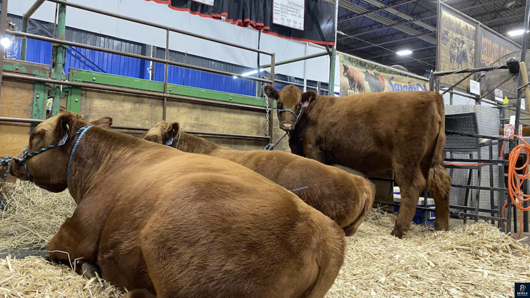 加拿大即将恢复油菜籽与牛肉出口到中国